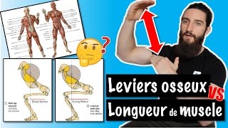 Leviers osseux VS Longueur muscle Analyse morphologique  MA VISION [upl. by Anifesoj]