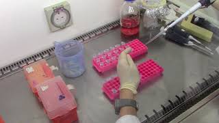 Cytotoxicity Assays Making serial dilutions of chemicals to be tested [upl. by Vardon72]