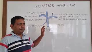 SUPERIOR VENA CAVA ANATOMY ANATOMY LECTURE OF SUPERIOR VENA CAVA THORAX ANATOMY [upl. by Zaria]