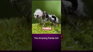 panda ant sting  facts shorts trending [upl. by Maltz]