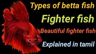 Types of betta fish in tamil  Fish Aquarium Tamil [upl. by Leanard]