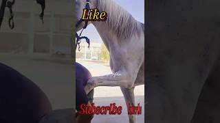 cut horse feetIce the horseicehorsehorseloveryoutobeshortshort [upl. by Iaras]