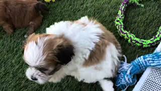 Evie’s Playday Video Shichon Shihtzu Bichon Timbercreek puppies [upl. by Rotsen]