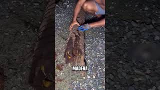 No abras la madera que está en el camino😮jahura9990 shortsvideo [upl. by Debo119]