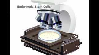 Stem Cells What Are They and How Do They Work [upl. by Ablasor306]