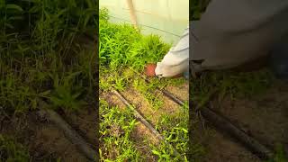 fresh vegetable harvesting from poli net house agriculture farming satisfying short [upl. by Seebeck827]