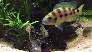 Neolamprologus tretocephalus and sexfasciatus [upl. by Oj693]