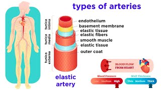 The Circulatory System Part 2 Blood Vessels [upl. by Siravaj]