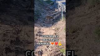 CONTRA EL MALTRATO ANIMAL🦊❤️💪 [upl. by Broddie]