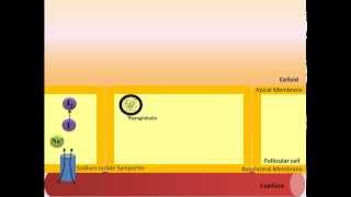 Thyroid Hormone Synthesis [upl. by Layol]