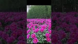 Moutan peony flower garden shortvideo  chinese peony gardening  flowersamazing [upl. by Ymrej]