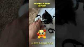 PISICUTA SI PEPENELE 🐱🍉 justadu shortsromania [upl. by Damha898]