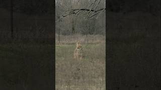 Place coyotes exactly where you want them foxpro coyote hunting wildlife shorts [upl. by Zinah]