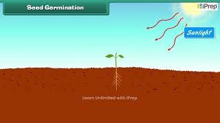 Essential Conditions for Germination of a Seed  Chapter 10  Science  Class 6  iPrep [upl. by Juliann643]