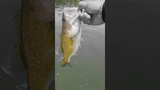 Thank you shorts bassfishing fishing fish subscribe bassjunkie [upl. by Leshia]