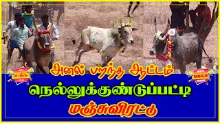 நெல்லுக்குண்டுப்பட்டி மஞ்சுவிரட்டு 2024 2024 manjuvirattu jallikattu tamilculture traditional [upl. by Kalil]