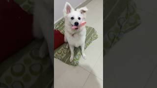 Paise churaega REO🤣🤣🤣dogshorts viral doglover funnyshorts dogfunny funnydubbing pomeranian [upl. by Desireah]