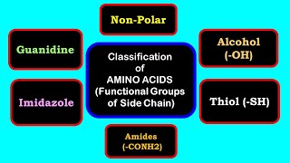 Classification of amino acids  Side chain having indole imidazole phenol thiol guanidine [upl. by Diskin]