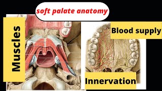 14 Muscles of the palate blood supply and innervation [upl. by Ennahoj]