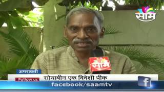 Subhash Palekar guides on natural soyabean farming [upl. by Dave]