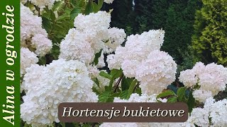 Hortensje bukietowe  koniec lipca [upl. by Nilyaj594]