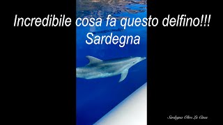 Bellissimo Delfino che gioca a nascondino  4K Sardinia quot Costa di Baunei quot Sardegna World [upl. by Nelrah]