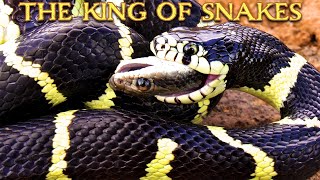 King snake eats Patchnosed snake in Arizona Insane footage [upl. by Leanna]