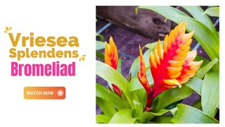 Vriesea Splendens Bromeliad  Flaming Sword Bromeliad  TinyLeaf [upl. by Milewski]