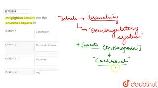 Malpighian tubules are the excretory organs in [upl. by Hennie653]