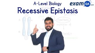 Recessive Epistasis  ALevel Biology [upl. by Jay58]