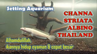 Setting Aquarium CHANNA STRIATA ALBINO THAILAND  Alhamdulillah ikannya hidup nyaman amp cepat besar [upl. by Fritts]