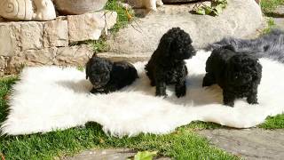 Cachorros Caniche Toy color Negro [upl. by Brnaby]