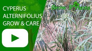 Cyperus alternifolius  grow amp care [upl. by Scarito]