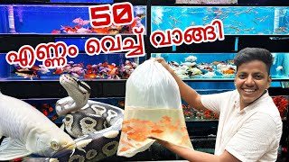 മുതല കുഞ്ഞുങ്ങളും പാമ്പും Arapaimaയും…💥💥Shopping Vlog  Ornamental Fish Shop Joyal Joshy [upl. by Tol]