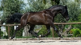 NOVELISTA SU  SPANISH HORSES FOR DRESSAGE SUSAETA STUD [upl. by Aynahs350]