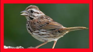 Song Sparrow Song Song Sparrow Call Song Sparrow Sound  Gorrión Cantor Canto  Melospiza Melodia [upl. by Kluge]