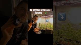 TrichomeCheck an unseren 🥦Pflanzen mit diesem Tool grow brokkoli tips plants indoor [upl. by Hareema591]