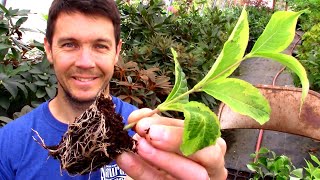 Rooting Tips and Tricks  Propagating Softwood Cuttings of Weigela [upl. by Aray]