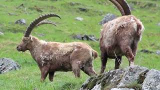 La ricerca scientifica nel Parco Nazionale Gran Paradiso [upl. by Narda]