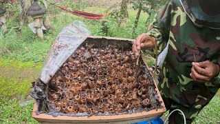 Stingless Beekeeping in Bali Exploring the Balangan Bee Farm [upl. by Justus]