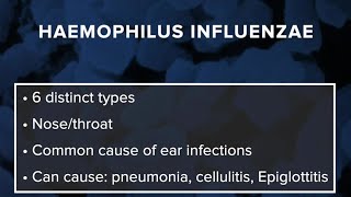 What is Haemophilus influenzae Here are the symptoms to watch for [upl. by Raual188]