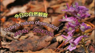 今日の自然観察 Todays nature observation JAPAN 2024330 [upl. by Ydnab]