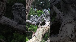 Tawny Frogmouths Are the Masters of Camouflage  ViralHog [upl. by Antons]