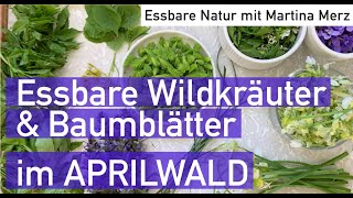 Essbare Baumblätter FichtenWipferl und Wildkräuter im späten Aprilwald [upl. by Ferriter]