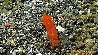 Snorkeling around Cocotinos Lembeh resort part 22 Sulawesi Indonesia 2024 HD 1080 [upl. by Filomena]