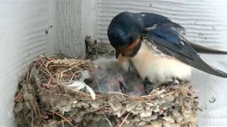 Baby Barn Swallows  Day 3 [upl. by Attenrad]