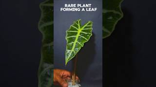 2 weeks TIME LAPSE  rare plant forming a leaf plant [upl. by Ailama]