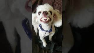 Toy poodle barking [upl. by Rialb]