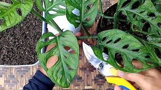 Monstera Adansonii Single Leaf Cutting Propagation [upl. by Augustine931]