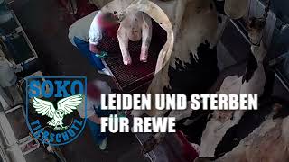 Schlachthof Bochum  Leiden und Sterben für REWE  SOKO Tierschutz eV [upl. by Amaso103]